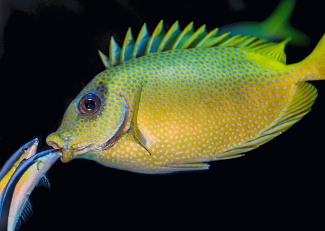 Image of a colorful fish against the black background